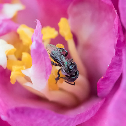 Native Bee (Tetragonula carbonaria) (Tetragonula carbonaria)
